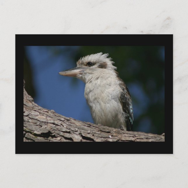 Postal Pequeña kookaburra (Anverso)