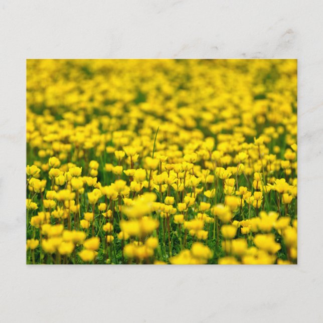 Postal Pequeña mariposa Yellow Wild Flowers Field Meadow (Anverso)