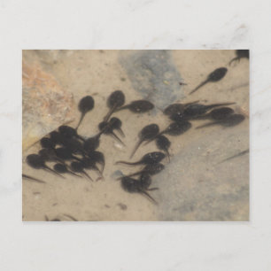 Postal Pequeña Naturaleza de los Tadpoles Negros