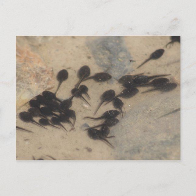 Postal Pequeña Naturaleza de los Tadpoles Negros (Anverso)