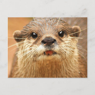 Postal Pequeña nutria agarrada asiática