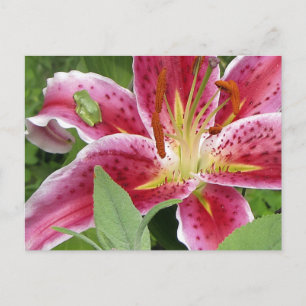 Postal Pequeña rana verde en Stargazer Lily