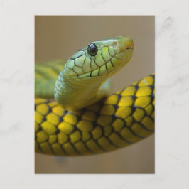 Postal Pequeña serpiente