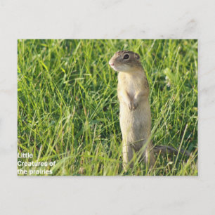 Postal Pequeñas criaturas de pradera