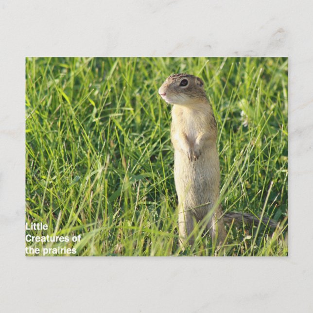 Postal Pequeñas criaturas de pradera (Anverso)