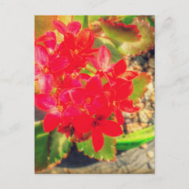 Postal Pequeñas Flores Rojas en Flor Grunge