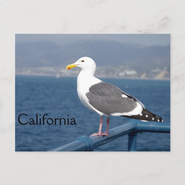 Postal Pequeño Birdy (Anverso)