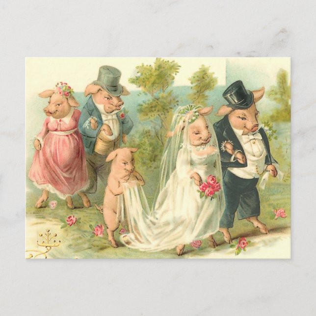 Postal Pequeño Boda de cerdo (Anverso)