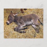 Pequeño burro durmiendo en paja
