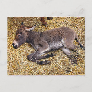 Postal Pequeño burro durmiendo en paja