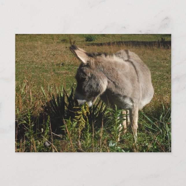 Postal Pequeño burro gris con flores silvestres (Anverso)