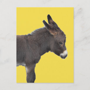 Postal Pequeño cachorro moreno de chocolate