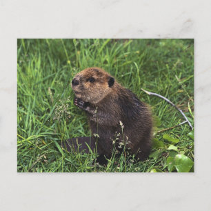 Postal Pequeño castor lindo