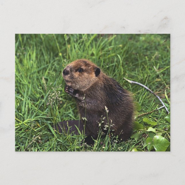 Postal Pequeño castor lindo (Anverso)