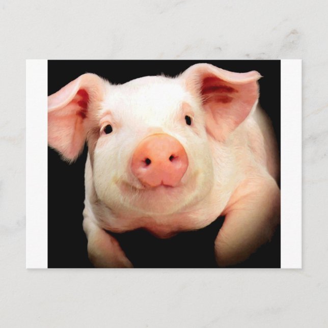 Postal Pequeño cerdito (Anverso)