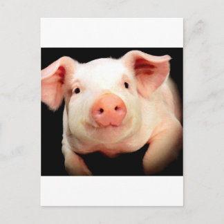 Postal Pequeño cerdo