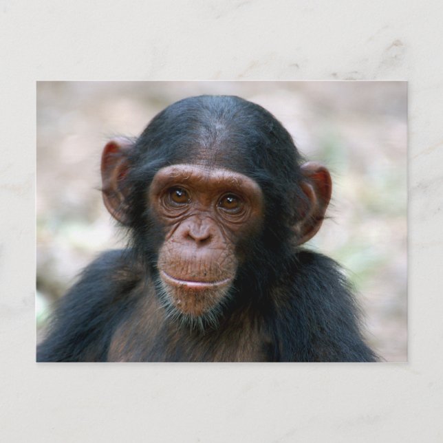 Postal Pequeño chimpancé (Anverso)