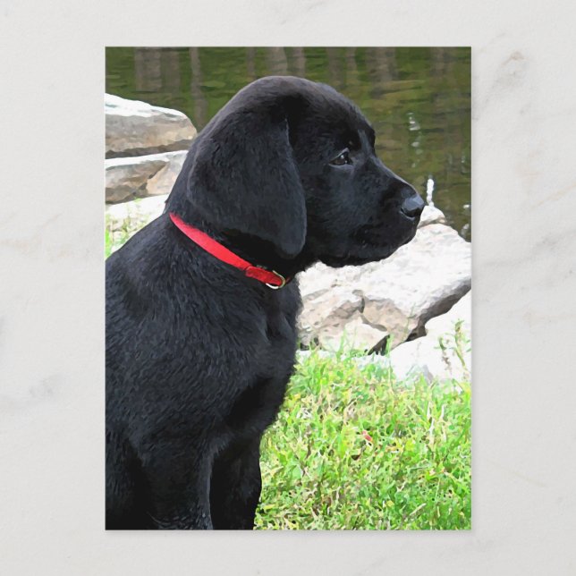 Postal Pequeño Collar Rojo - Black Lab Puppy - Labrador (Anverso)