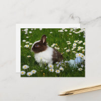 Pequeño conejo marrón y blanco en flores