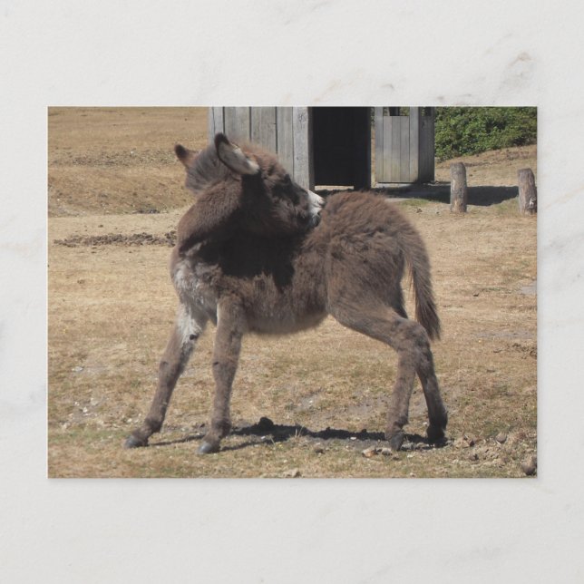 Postal Pequeño Donkey (Anverso)