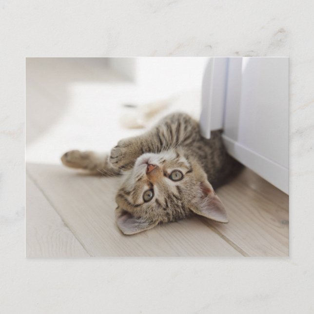 Postal Pequeño gatito lindo (Anverso)