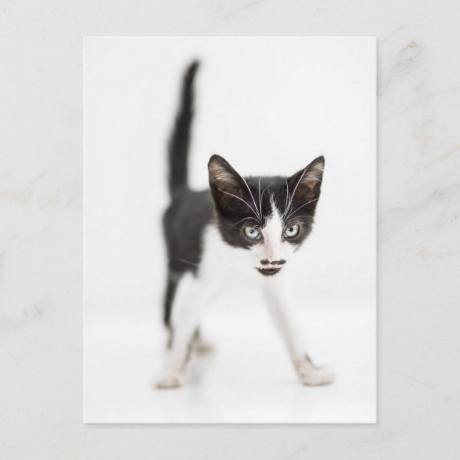 Postal Pequeño gato (Anverso)