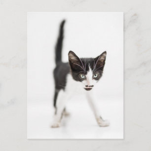 Postal Pequeño gato