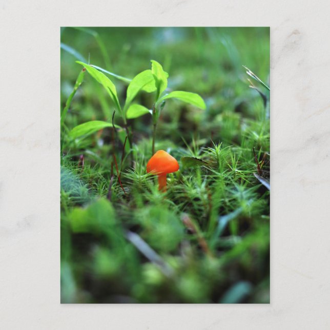 Postal Pequeño hongo Naranja (Anverso)