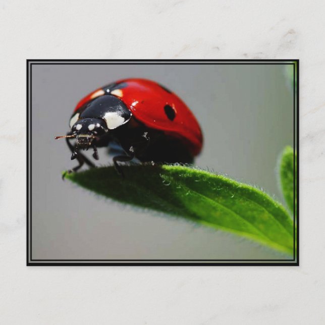 Postal Pequeño Ladybug (Anverso)