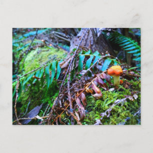 Postal Pequeño Naranja de setas salvajes en el bosque
