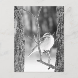 Postal Pequeño pájaro