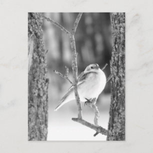 Postal Pequeño pájaro