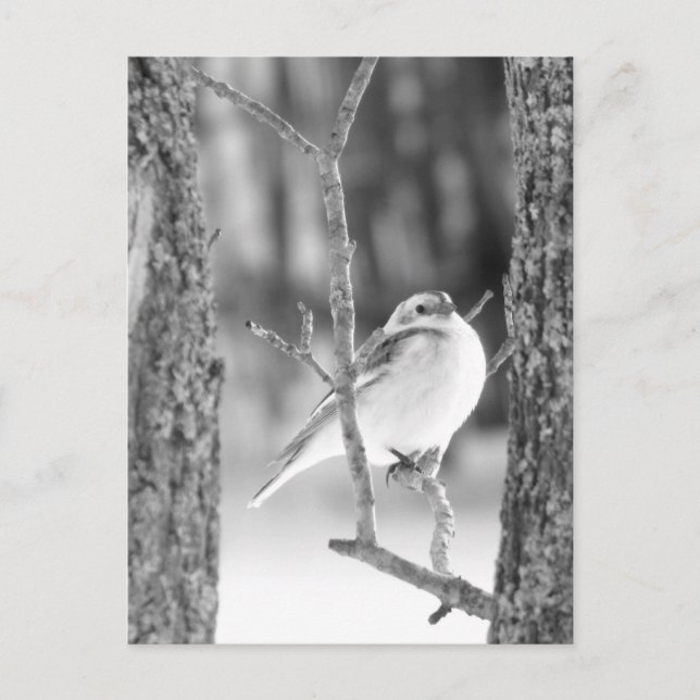 Postal Pequeño pájaro (Anverso)