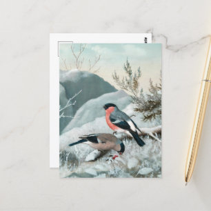 Postal Pequeño pájaro lindo - Bullfinch, arte