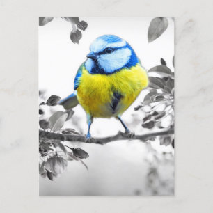 Postal Pequeño Panorama Negro Y Blanco