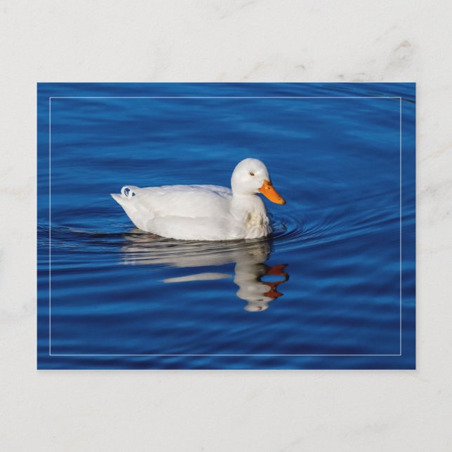 Postal Pequeño Pato Blanco En Agua Estridente (Anverso)
