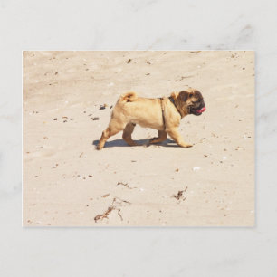 Postal pequeño perro pug bebé jugando en verano