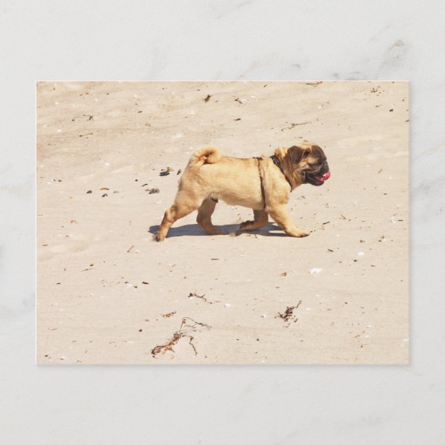 Postal pequeño perro pug bebé jugando en verano (Anverso)