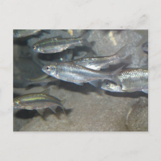 Postal pequeño pez