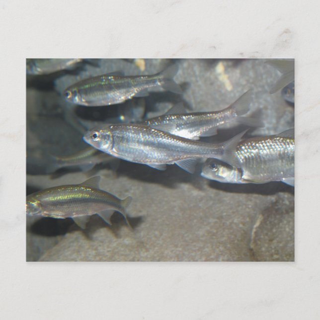 Postal pequeño pez (Anverso)