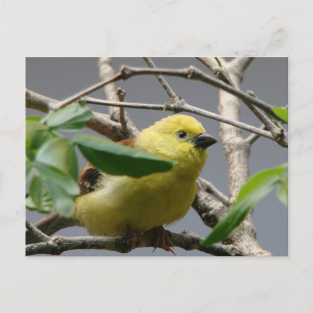 Postal Pequeño pollo (Anverso)