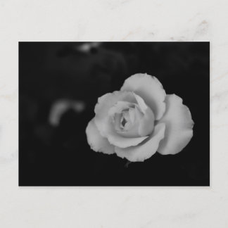 Postal Pequeño rosa blanco floreciendo sobre fondo negro