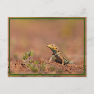 Postal pequeño tipo