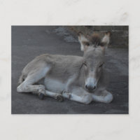 Pequeño Y Gris Leche De Burro