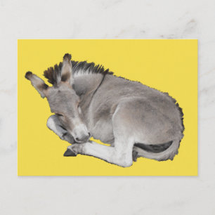 Postal Pequeño Y Gris Leche De Burro Dormido