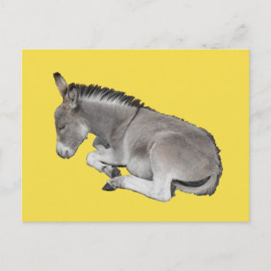 Postal Pequeño y grisáceo hondo de burro