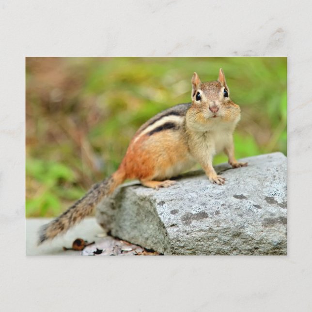 Postal Pequeño y lindo Chipmunk posando en una roca (Anverso)