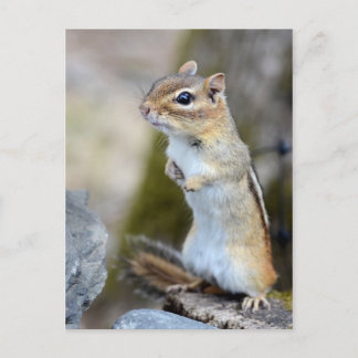 Postal Pequeño y pequeño Chipmunk en alerta