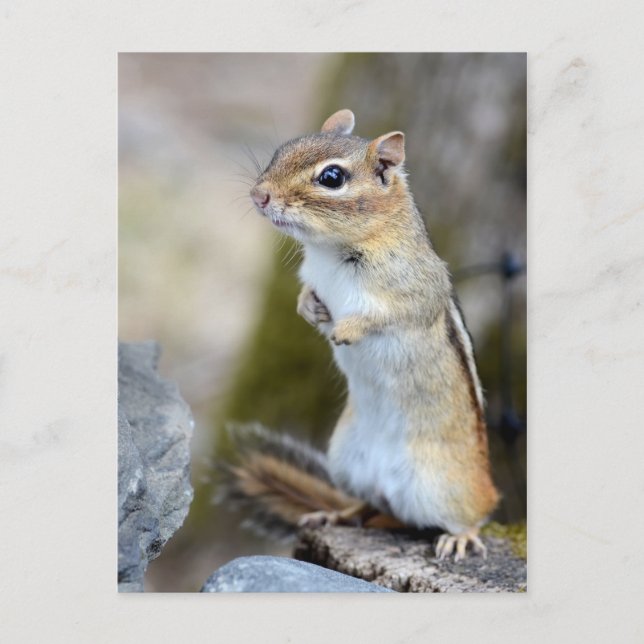 Postal Pequeño y pequeño Chipmunk en alerta (Anverso)