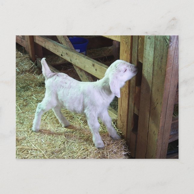 Postal Pequeño y tonto (Anverso)